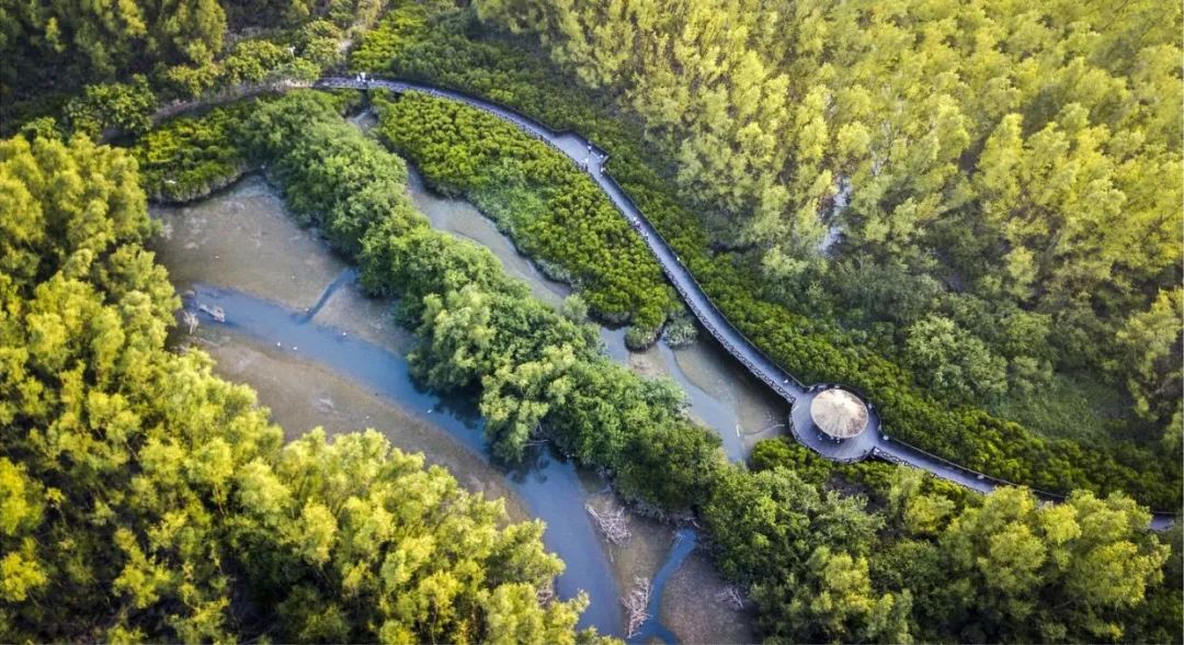 惠州大亚湾红树林城市湿地公园设计  .jpeg